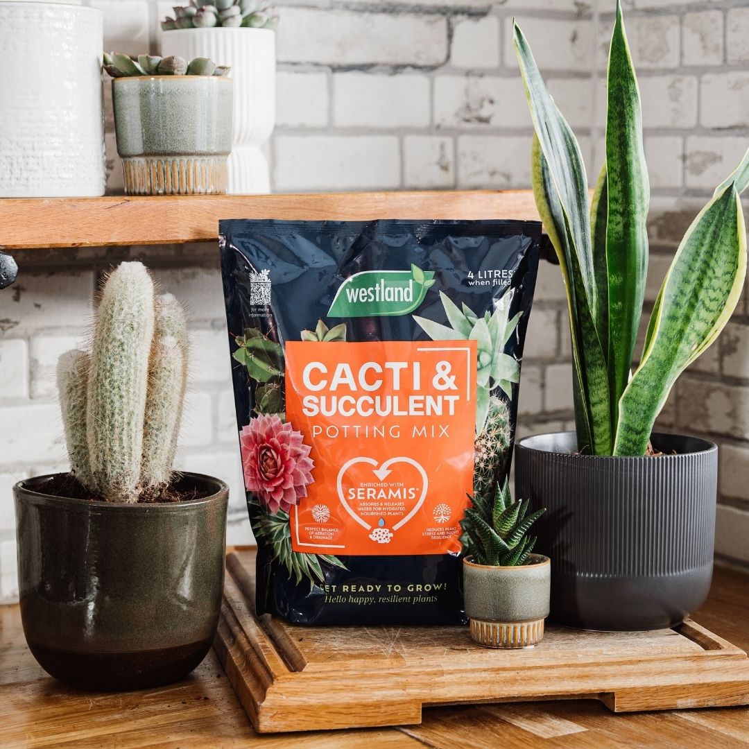 Westland Cacti & Succulent Potting Mix 4 Litres